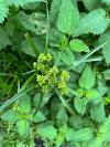 Cyperus eragrostis