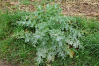 Silybum marianum