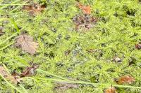 Hottonia palustris