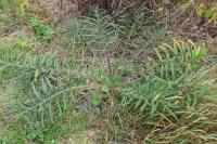 Cirsium eriophorum