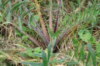 Cirsium eriophorum