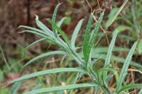 Cirsium eriophorum