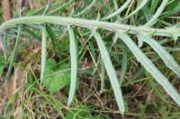 Cirsium eriophorum