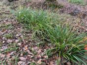 Carex pendula