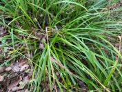 Carex pendula