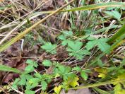 Potentilla erecta