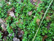 Galium palustre
