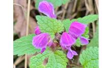 Lamium maculatum