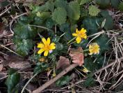 Ficaria verna