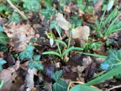 Galanthus nivalis
