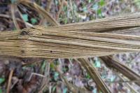 Clematis vitalba