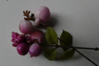 Symphoricarpos albus