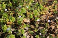 Veronica persica