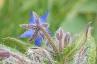 Borago officinalis