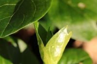 Vinca major