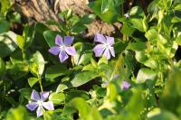 Vinca major