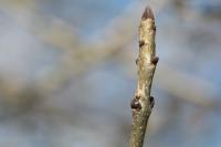 Fraxinus excelsior