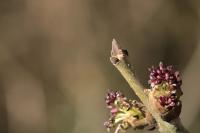 Fraxinus excelsior