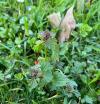 Lamium hybridum