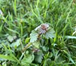 Lamium hybridum