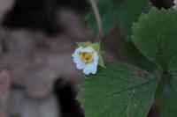 Potentilla sterilis