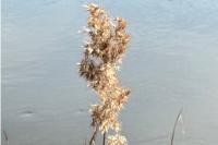 Phragmites australis