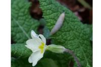 Primula vulgaris