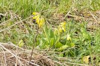 Primula veris