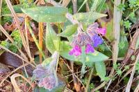 Pulmonaria longifolia