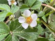 Potentilla sterilis