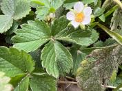 Potentilla sterilis