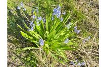 Hyacinthus orientalis