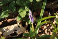Hyacinthoides non-scripta