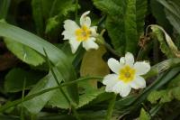 Primula vulgaris