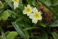 Primula vulgaris