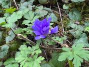 Anemone blanda