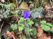 Anemone blanda