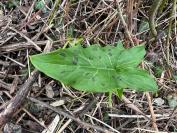 Arum maculatum