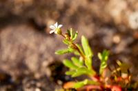 Saxifraga tridactylites