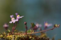 Cymbalaria muralis