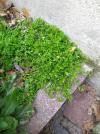 Galium murale