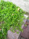 Galium murale