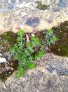 Galium murale