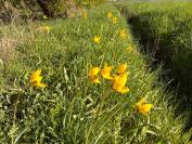 Tulipa sylvestris
