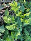 Filipendula ulmaria
