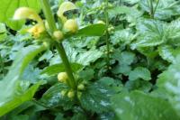 Lamium galeobdolon