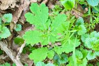 Chelidonium majus
