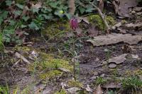 Fritillaria meleagris