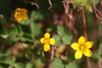 Oxalis corniculata