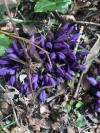 Lathraea clandestina